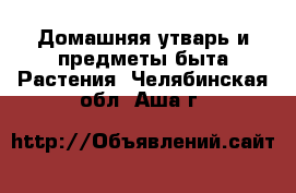 Домашняя утварь и предметы быта Растения. Челябинская обл.,Аша г.